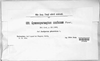 Gymnosporangium confusum image